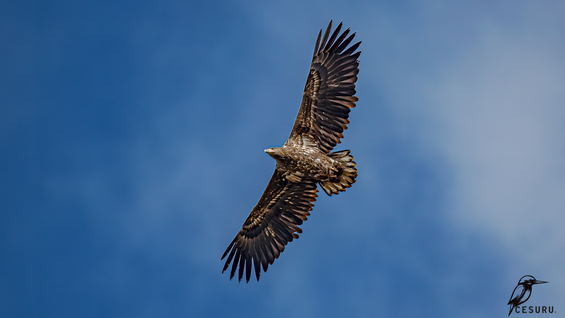 White-tailed Eagle
